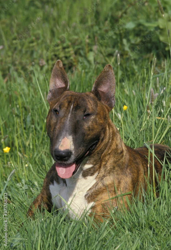English Bull Terrier, Dog laying on Grass English Bull Terrier, Dog laying on Grass