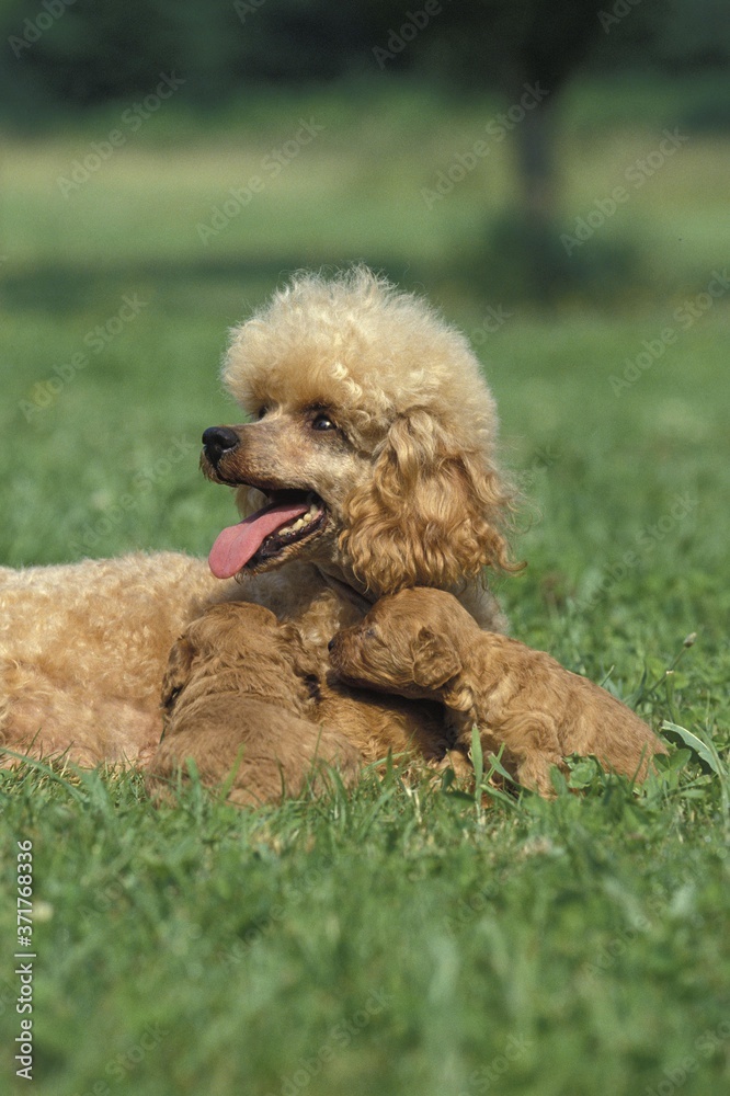Fototapeta premium Apricot Standard Poodle, Mothert and Pup laying on Grass