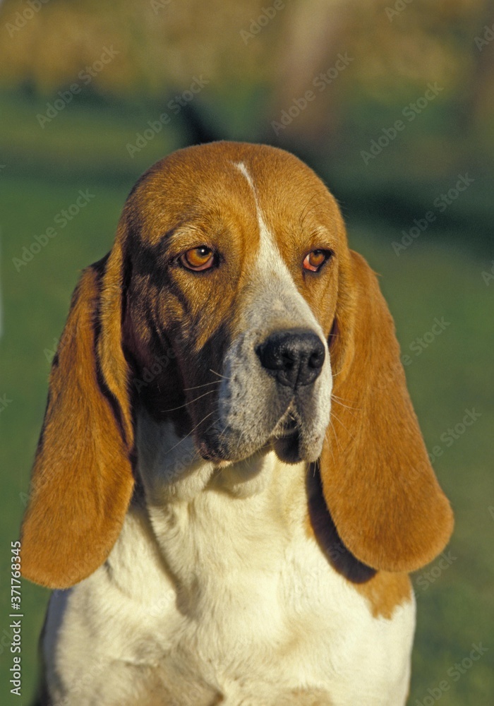 Artois Hound, Portrait of Dog