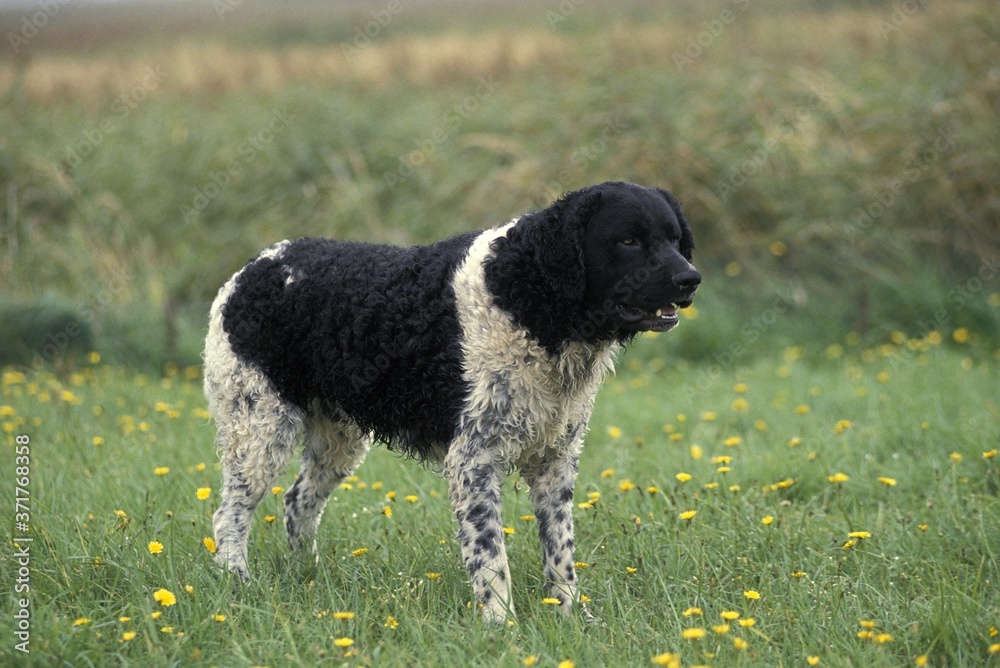 Fototapeta premium Frisian Water Dog standing on Grass