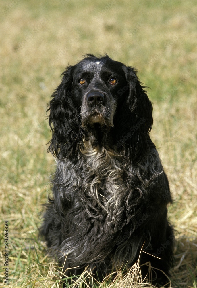 Blue Picardy Spaniel, Dog standing on Grass Blue Picardy Spaniel, Dog standing on Grass