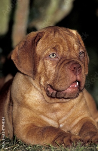 Bordeaux Mastiff Dog, Pup © slowmotiongli