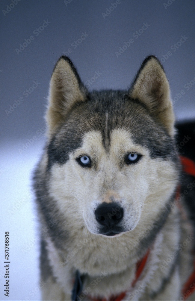 Siberian Husky Dog, Portrait of Adult