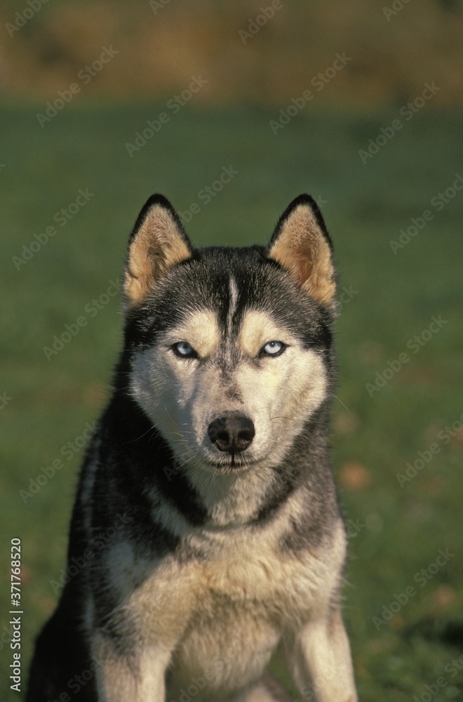 Siberian Husky Dog, Portrait of Adult