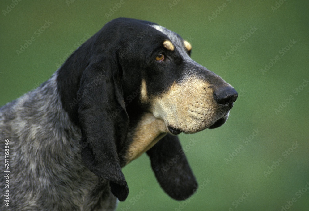 Little Blue Gascony Hound, Portrait of Dog