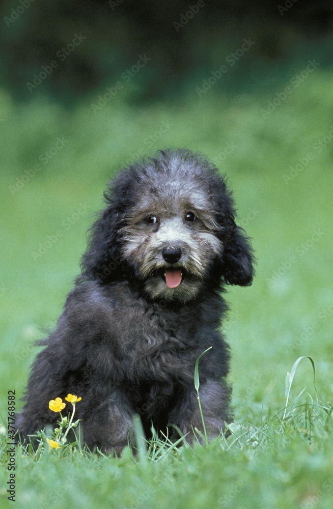 Fototapeta premium Grey Standard Poodle, Pup sitting on Grass