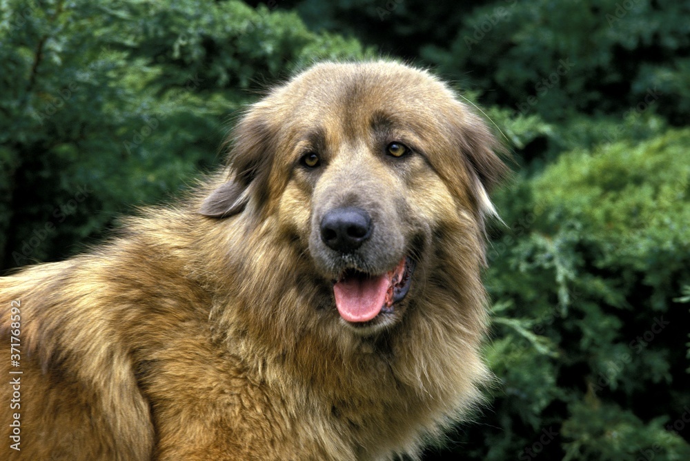 Cao Da Serra Da Estrela, Portugese Mountain Dog, Portrait