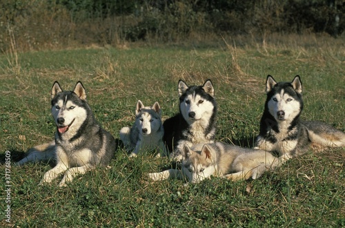 Siberian Husky Dog, Mothers with Pup laying on Grass