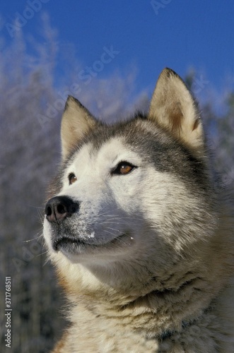 Siberian Husky Dog  Portrait of Adult