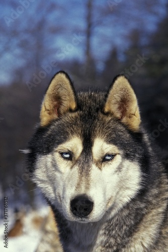 Siberian Husky Dog, Portrait of Adult