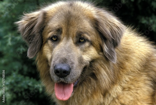 Cao Da Serra Da Estrela, Portugese Mountain Dog, Portrait