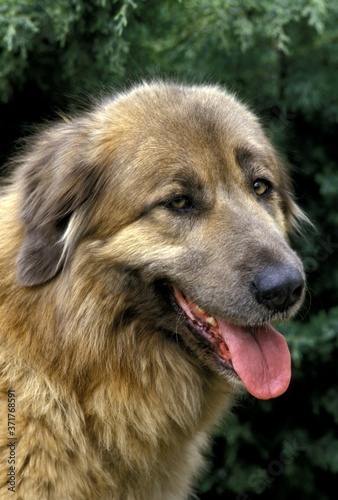 Cao Da Serra Da Estrela, Portugese Mountain Dog, Portrait