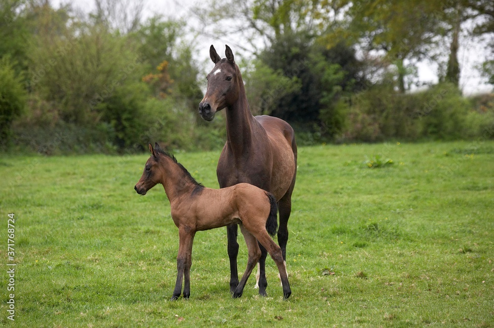 Akhal Teke, Horse from Turkmenistan, Mare and Foal Akhal Teke, Horse from Turkmenistan, Mare and Foal