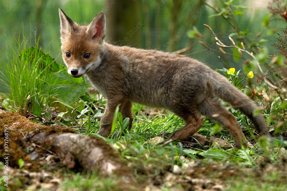 Red Fox, vulpes vulpes, Cub, Normandy Red Fox, vulpes vulpes, Cub, Normandy