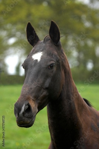 Akhal Teke, Horse from Turkmenistan, Portrait of Mare © slowmotiongli