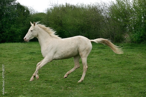 Akhal Teke  Horse from Turkmenistan  Mare Galloping