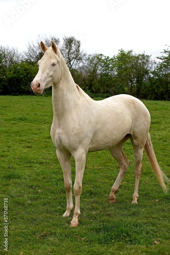 Akhal Teke, Horse from Turkmenistan, Mare © slowmotiongli