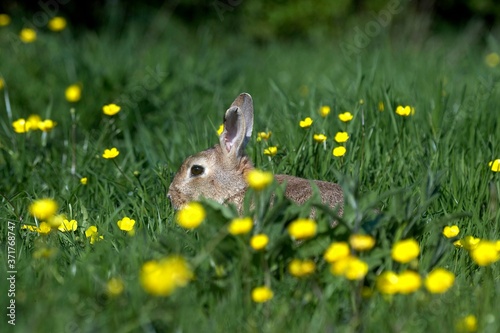 European Rabbit, oryctolagus cuniculus, standing in Yellow Flowers, Normandy © slowmotiongli