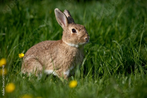 European Rabbit, oryctolagus cuniculus, standing in Yellow Flowers, Normandy