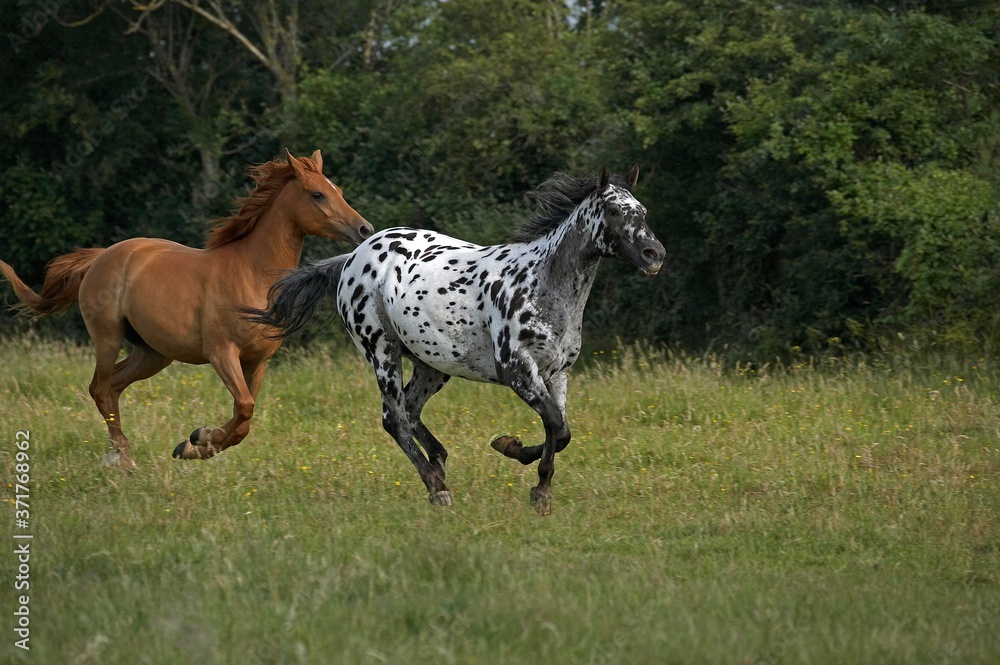 Appaloosa Horses Galloping through Meadow Appaloosa Horses Galloping through Meadow