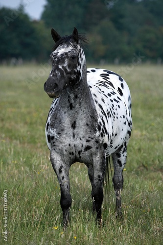 Appaloosa Horse standing in Meadow