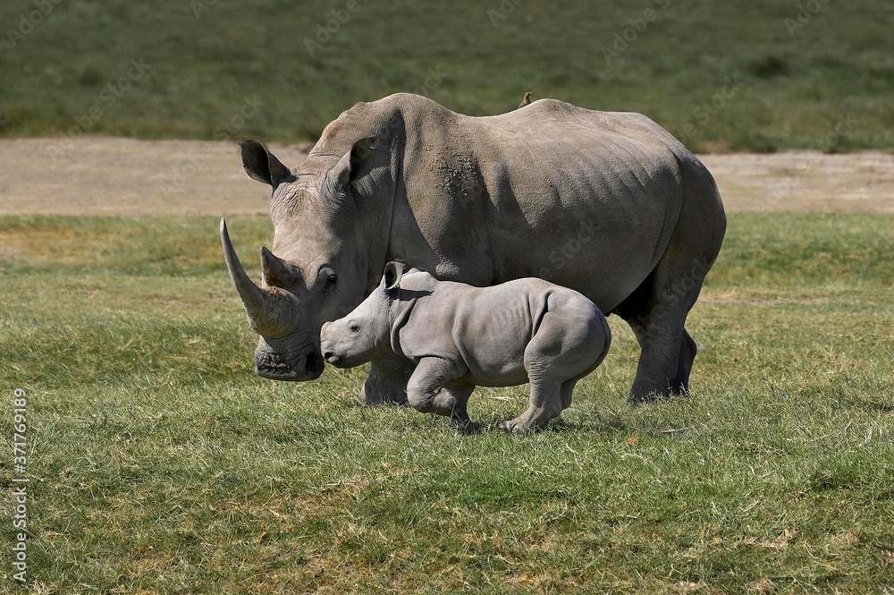White Rhinoceros, ceratotherium simum, Mother with Calf, Nakuru Park in Kenya White Rhinoceros, ceratotherium simum, Mother with Calf, Nakuru Park in Kenya
