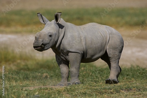 White Rhinoceros  ceratotherium simum  Calf  Nakuru Park in Kenya
