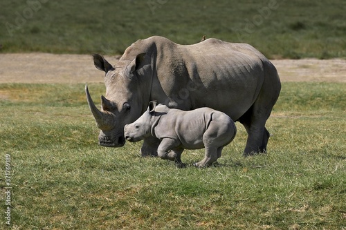 White Rhinoceros  ceratotherium simum  Mother with Calf  Nakuru Park in Kenya