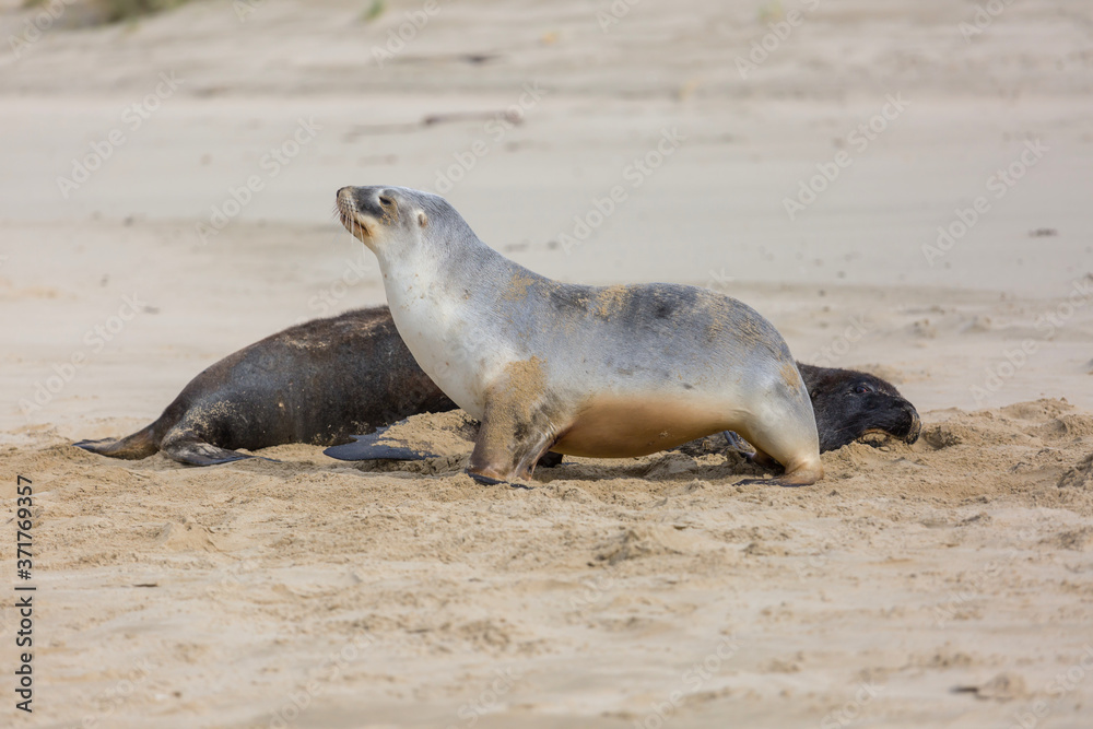 Fototapeta premium Seal