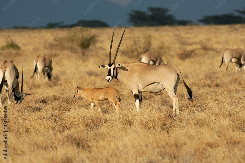 Beisa Oryx, oryx beisa, Group with Mother and Calf, Masai Mara Park in Kenya Beisa Oryx, oryx beisa, Group with Mother and Calf, Masai Mara Park in Kenya