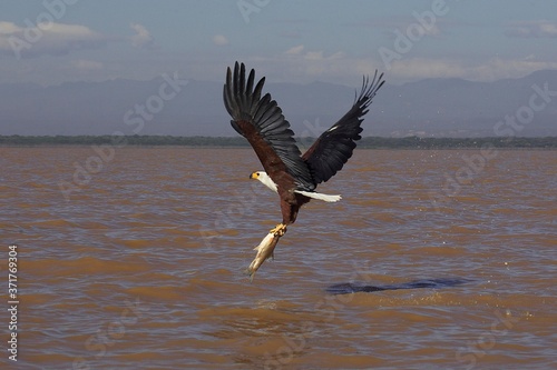 African Fish-Eagle, haliaeetus vocifer, Adult in Flight, Catching Fish, Baringo Lake in Kenya © slowmotiongli