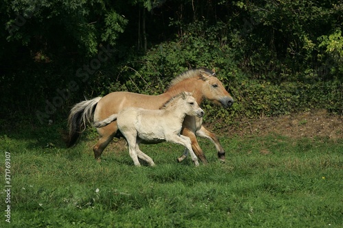 Norwegian Fjord Horse  Mare and Foal