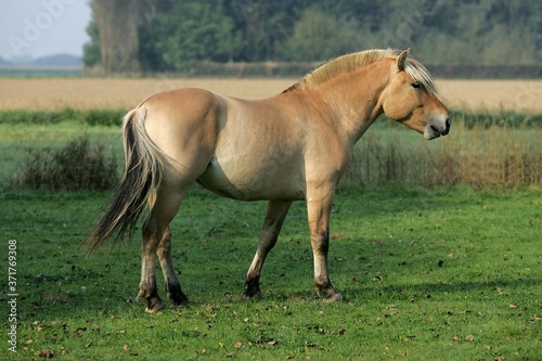 Norwegian Fjord Horse
