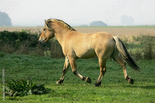 Norwegian Fjord Horse, Trotting