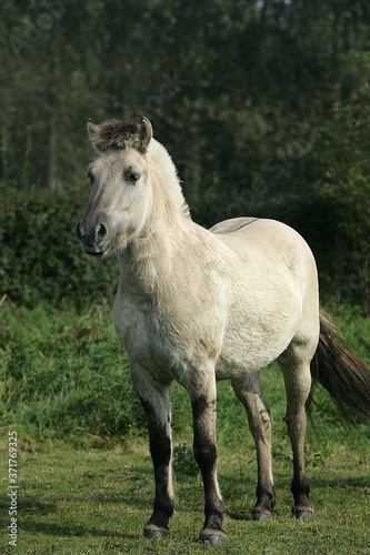 Norwegian Fjord Horse © slowmotiongli