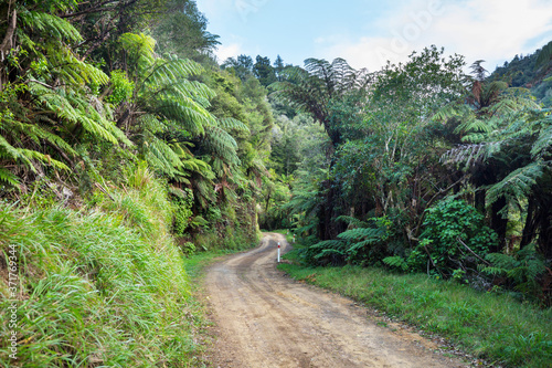 Fototapeta Naklejka Na Ścianę i Meble -  Road in jungle