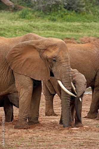 African Elephant, loxodonta africana, Mother with Calf, Masai Mara Park in Kenya