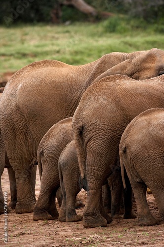 African Elephant  loxodonta africana  Herd at Masai Mara Park in Kenya