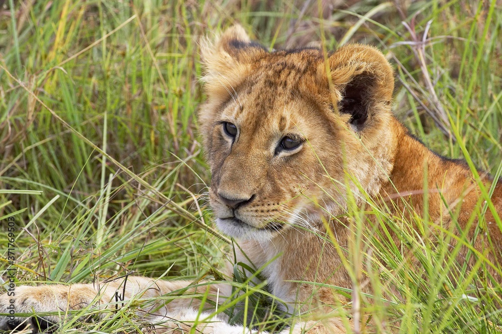 African Lion, panthera leo, Cub, Masai Mara Park in Kenya African Lion, panthera leo, Cub, Masai Mara Park in Kenya