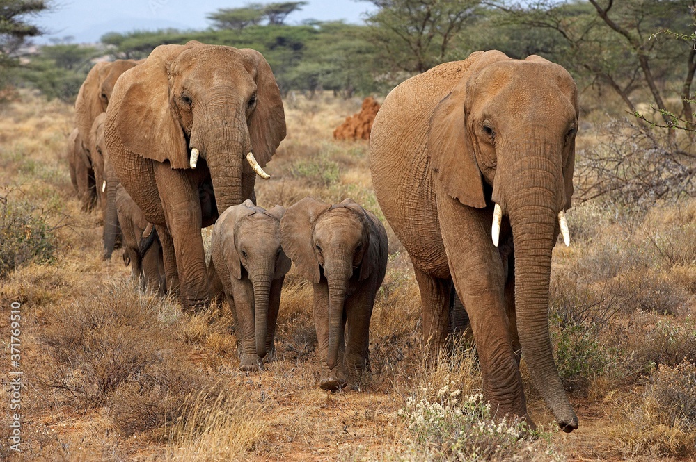 Obraz premium African Elephant, loxodonta africana, Herd at Masai Mara Park in Kenya