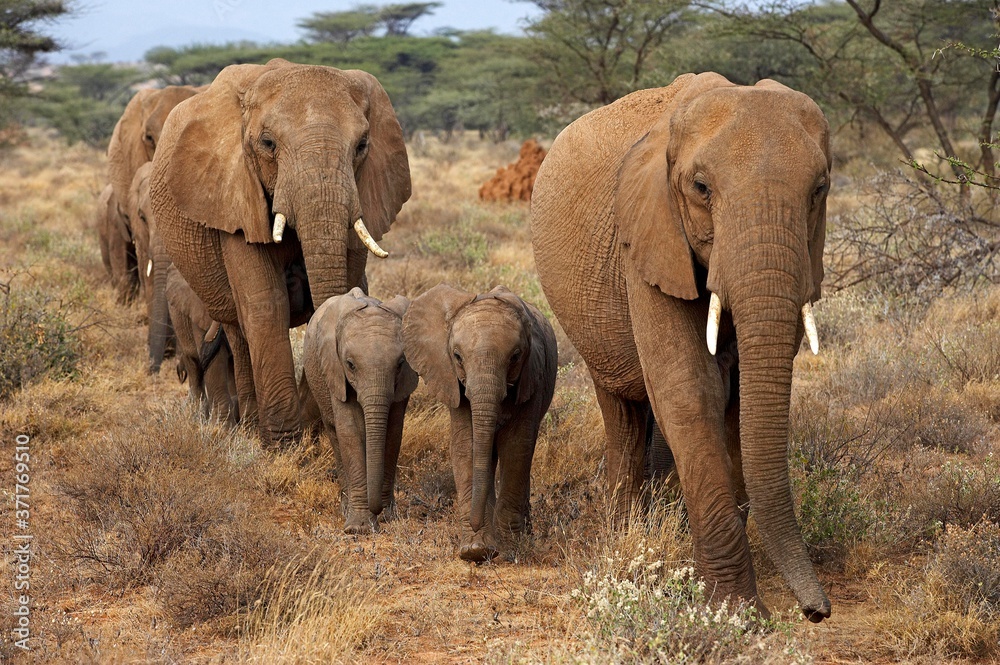 African Elephant, loxodonta africana, Herd at Masai Mara Park in Kenya