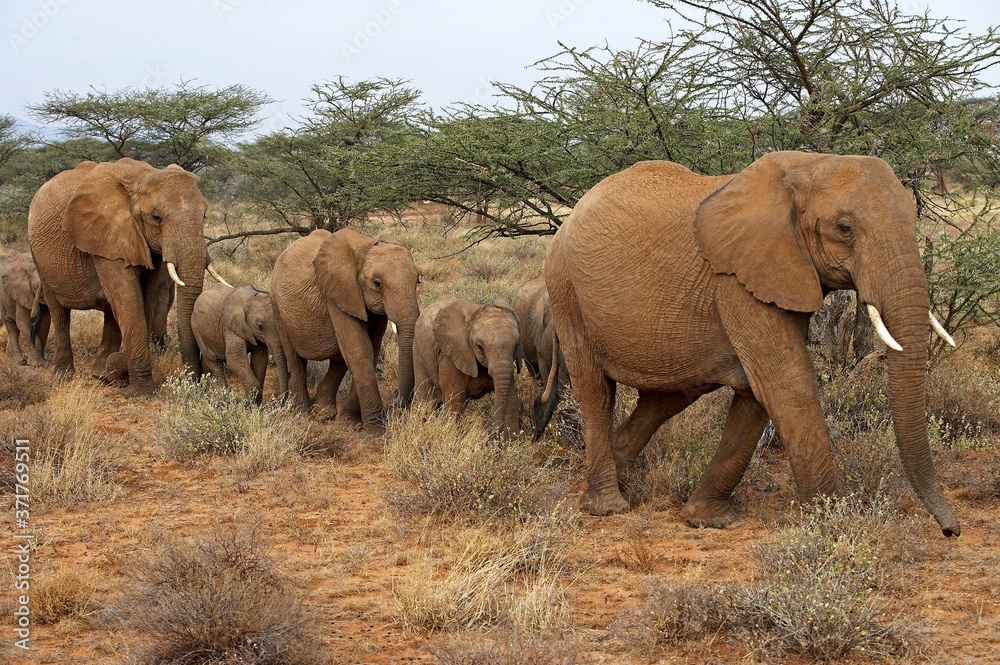Fototapeta premium African Elephant, loxodonta africana, Herd at Masai Mara Park in Kenya