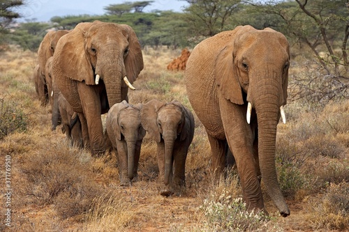 African Elephant  loxodonta africana  Herd at Masai Mara Park in Kenya