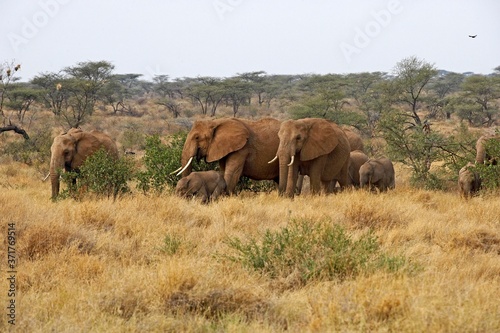 African Elephant  loxodonta africana  Herd at Masai Mara Park in Kenya