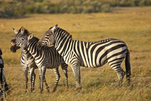 Burchell s Zebra  equus burchelli  Group at Masai Mara Park in Kenya