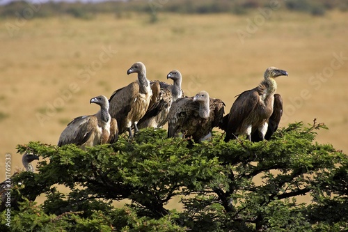African White Backed Vulture, gyps africanus, Group standing on Tree, Masai Mara Park in Kenya
