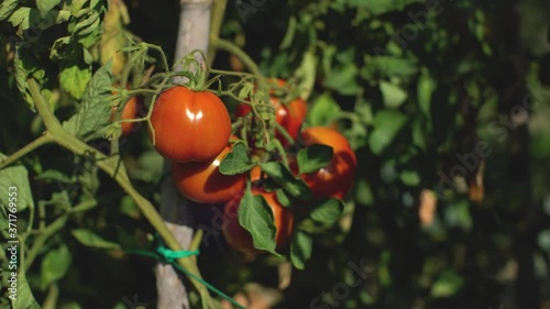 Dolly in of a bunch of organic tomatoes on a farm in a vegetable garden. photo