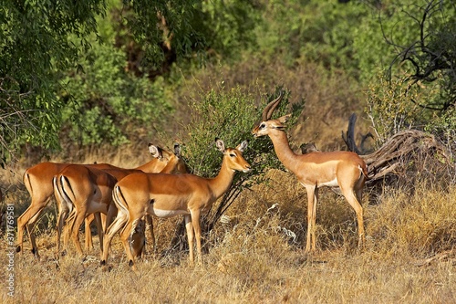 Impalas, aepyceros melampus, and Gerenuk or Waller's Gazelle, litocranius walleri, Samburu park in Kenya