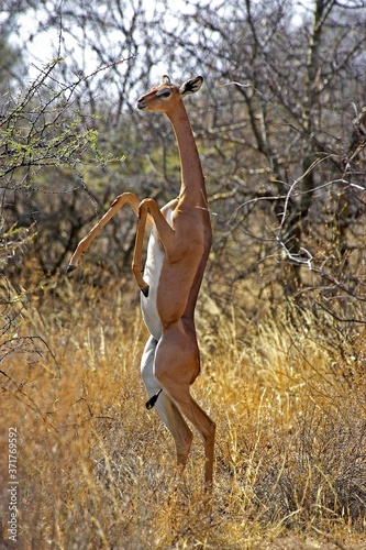 Gerenuk or Waller's Gazelle, litocranius walleri, Female eating Leaves in Bush, Samburu park in Kenya photo