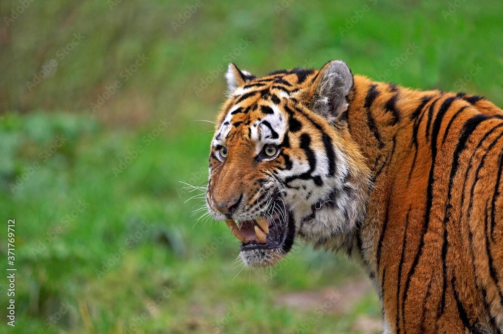 Siberian Tiger, panthera tigris altaica, Portait with open Mouth, Defense Posture Siberian Tiger, panthera tigris altaica, Portait with open Mouth, Defense Posture